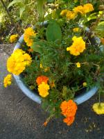 Marigolds