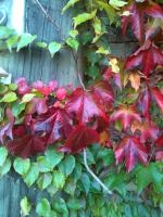 Red Leaves