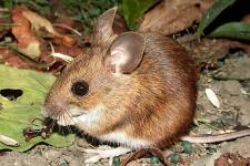 Wood mouse