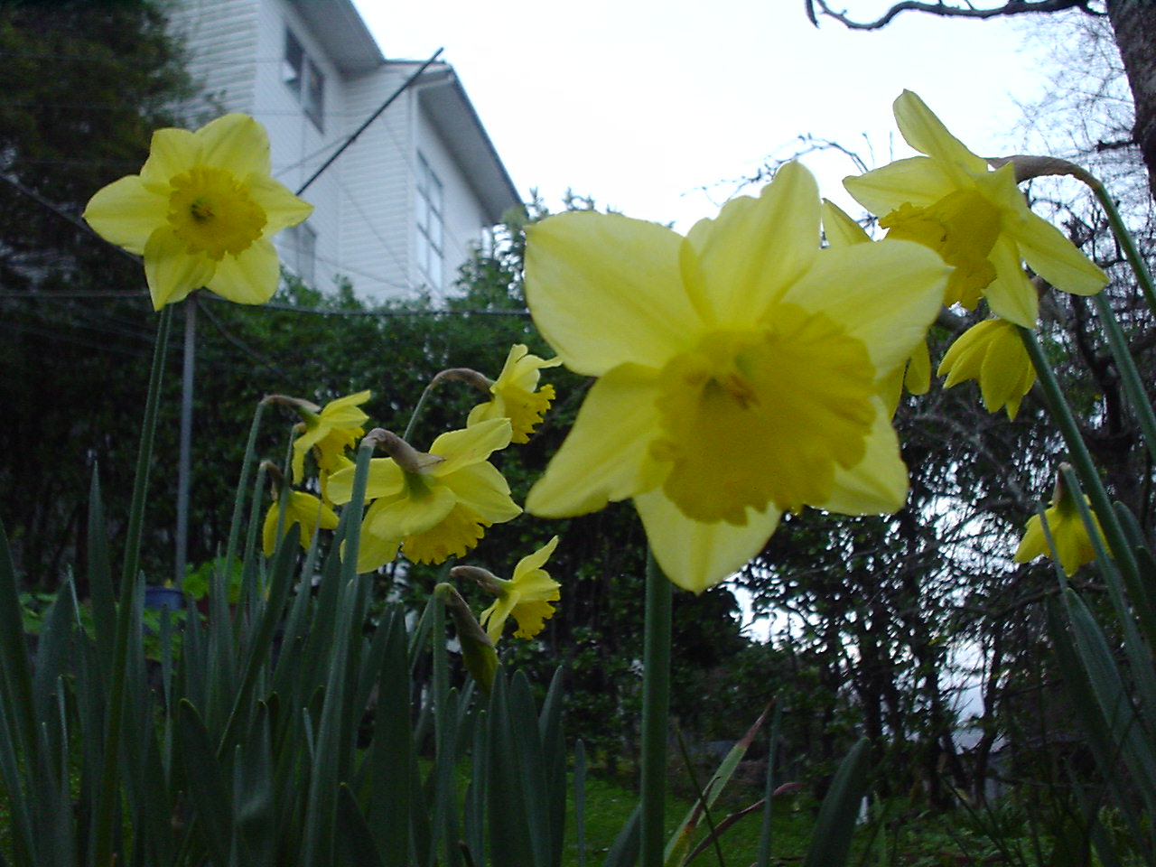Daffodils 002